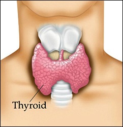 thyroid gland, fibro and low thyroid article by Dr. Rodger Murphree
