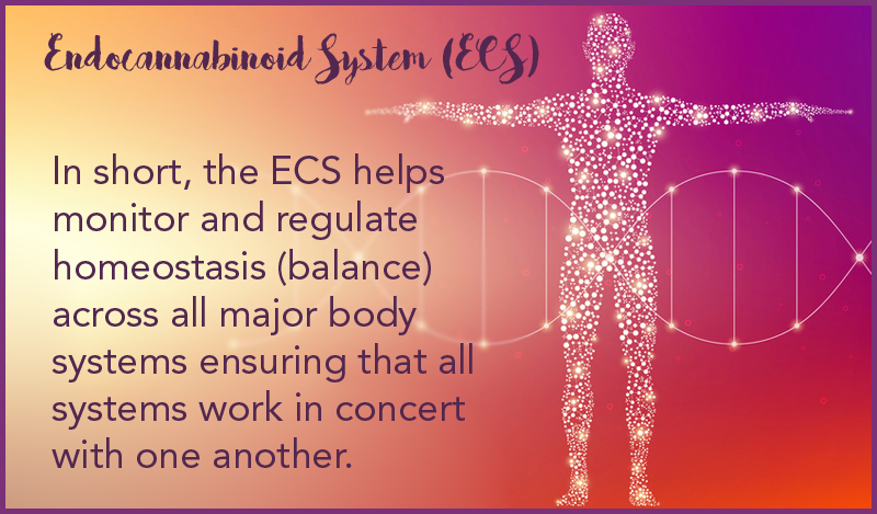 Endocannabinoid System (ECS)